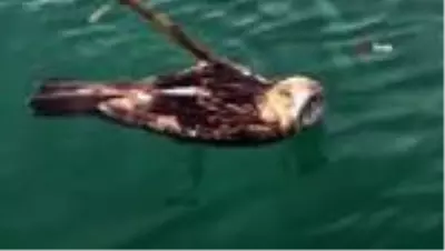Kuşadası'nda yılan kartalı için seferberlik Kuşadası'nda yılan kartalı için seferberlik