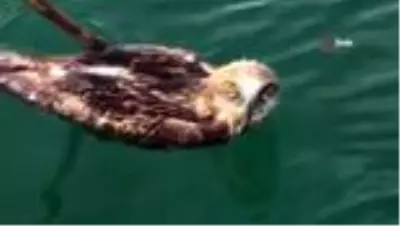 Kuşadası'nda yılan kartalı için seferberlik Kuşadası'nda yılan kartalı için seferberlik