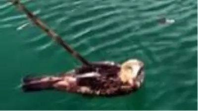 Kuşadası'nda yılan kartalı için seferberlik Kuşadası'nda yılan kartalı için seferberlik