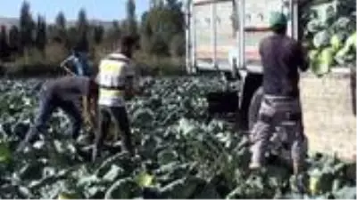 Lahanadaki verim ve kalite çiftçinin yüzünü güldürüyor Lahanadaki verim ve kalite çiftçinin yüzünü güldürüyor