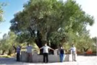 Manisa'da 1658 yıllık zeytin ağacı meyve verdi Manisa'da 1658 yıllık zeytin ağacı meyve verdi