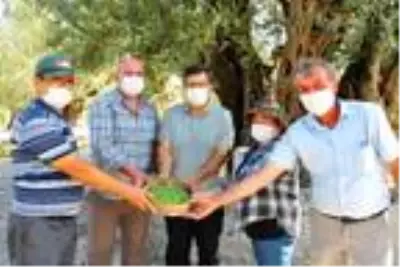 Manisa'da 1658 yıllık zeytin ağacı meyve verdi Manisa'da 1658 yıllık zeytin ağacı meyve verdi