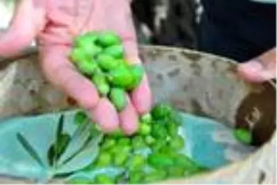 Manisa'da 1658 yıllık zeytin ağacı meyve verdi Manisa'da 1658 yıllık zeytin ağacı meyve verdi