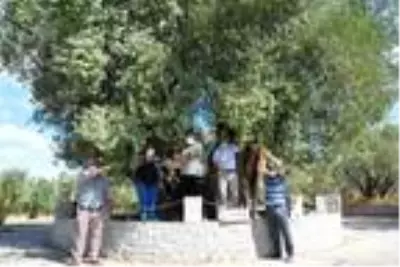 Manisa'da 1658 yıllık zeytin ağacı meyve verdi Manisa'da 1658 yıllık zeytin ağacı meyve verdi