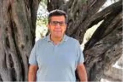 Manisa'da 1658 yıllık zeytin ağacı meyve verdi Manisa'da 1658 yıllık zeytin ağacı meyve verdi
