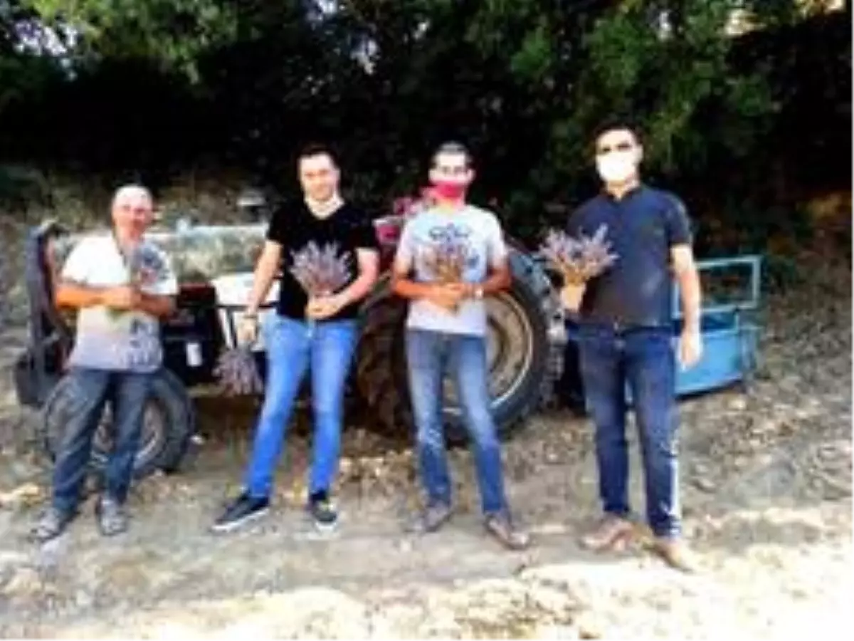 Sarıgöl'de lavanta yetiştiriciliği alternatif gelir oldu