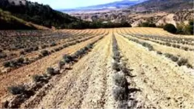Sarıgöl'de lavanta yetiştiriciliği alternatif gelir oldu