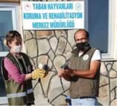 Yaralı kuşlar tedavi altına alındı Yaralı kuşlar tedavi altına alındı