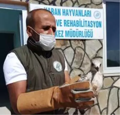 Yaralı kuşlar tedavi altına alındı Yaralı kuşlar tedavi altına alındı