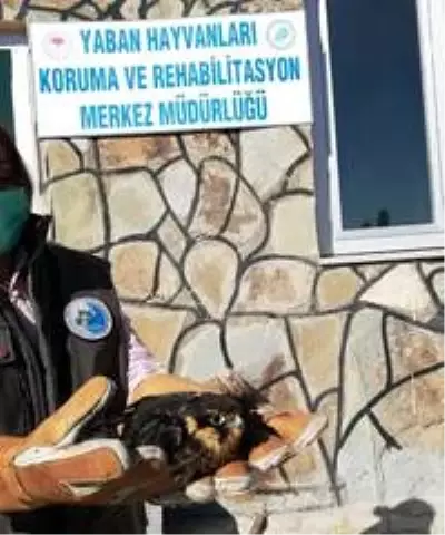 Yaralı kuşlar tedavi altına alındı Yaralı kuşlar tedavi altına alındı