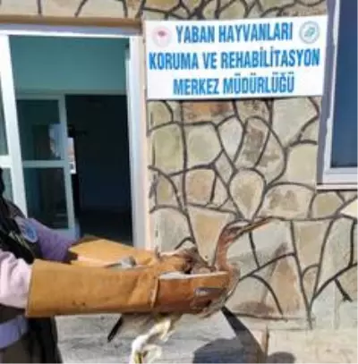 Yaralı kuşlar tedavi altına alındı Yaralı kuşlar tedavi altına alındı