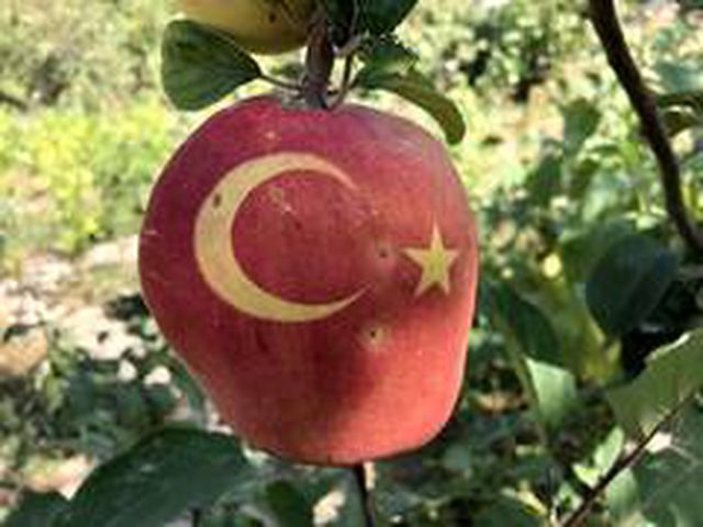 Bu ayvayı gören hayrete düşüyor