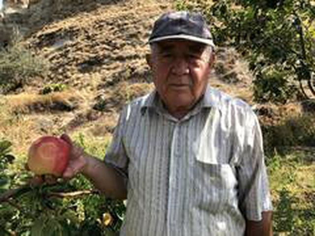 Bu ayvayı gören hayrete düşüyor