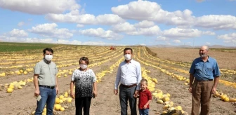 Eskişehir'de çerezlik kabak üretim alanı 30 bin dekara ulaştı