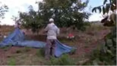 Marmara'nın ceviz ambarı nda hasat mesaisi başladı