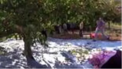 Marmara'nın ceviz ambarı nda hasat mesaisi başladı