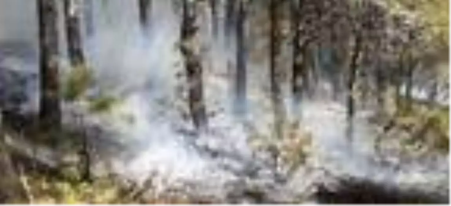 Savaştepe'deki orman yangını büyümeden söndürüldü