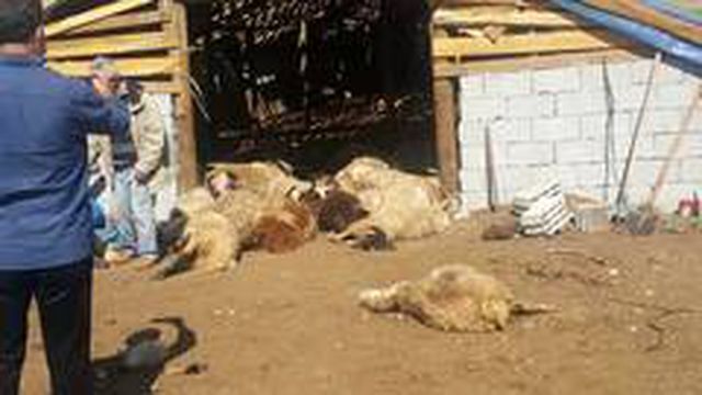 Ahıra giren boz ayılar, ailenin binbir emekle yetiştirdiği 70 koyunu telef etti