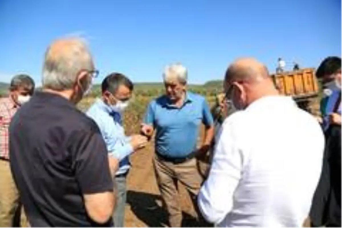 Beyaz altında hasat dönemi başladı