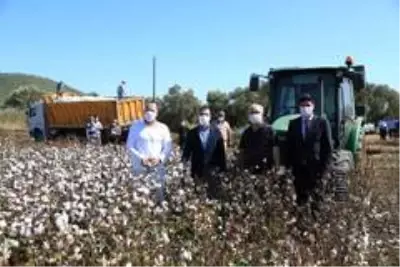 Beyaz altında hasat dönemi başladı Beyaz altında hasat dönemi başladı