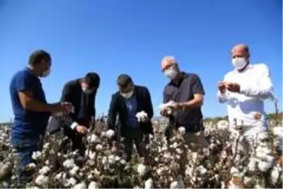 Beyaz altında hasat dönemi başladı Beyaz altında hasat dönemi başladı