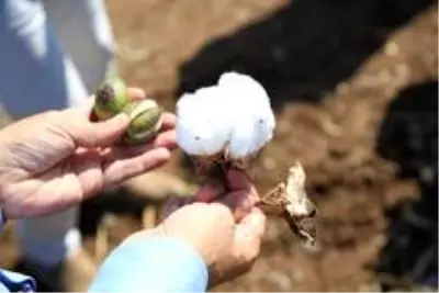 Beyaz altında hasat dönemi başladı Beyaz altında hasat dönemi başladı