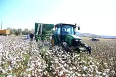 Beyaz altında hasat dönemi başladı Beyaz altında hasat dönemi başladı