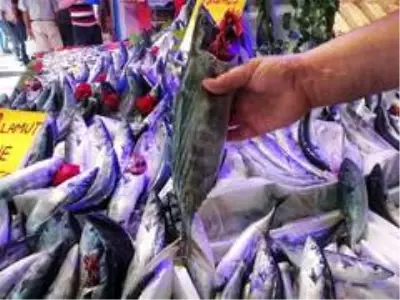 Palamut büyüyor, fiyatı küçülüyor Palamut büyüyor, fiyatı küçülüyor
