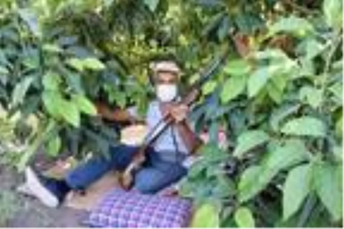 Pazarda tanesi 10 liradan satılan avokado, hırsızların hedefi oldu