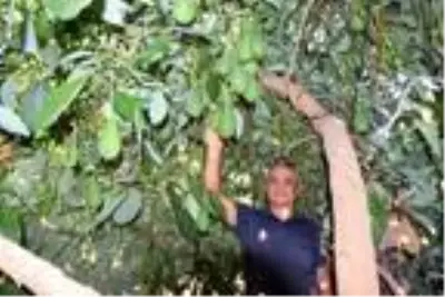 Pazarda tanesi 10 liradan satılan avokado, hırsızların hedefi oldu