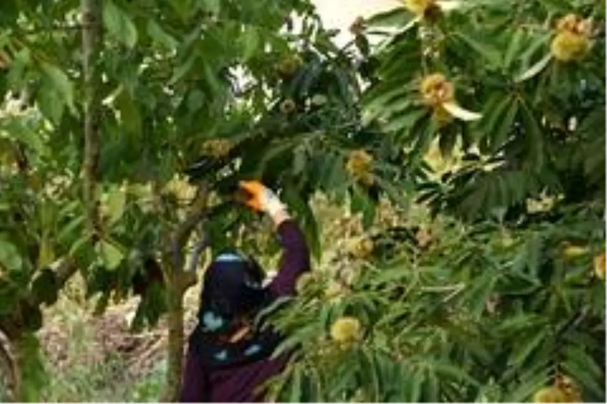 Sinop kestanesinin meşakkatli hasadı başladı