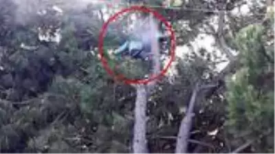 Kozalak toplamak için çam ağacına çıkan vatandaş, yüksek gerilim hattına yakalanarak can verdi Kozalak toplamak için çam ağacına çıkan vatandaş, yüksek gerilim hattına yakalanarak can verdi