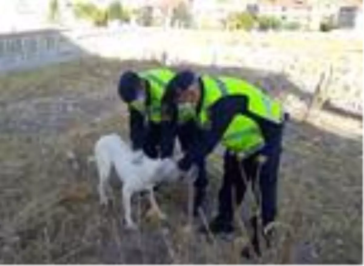 Başı bidona sıkışan köpeği jandarma kurtardı