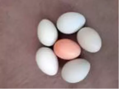 Beslediği tavuklar açık mavi yumurtluyor Beslediği tavuklar açık mavi yumurtluyor