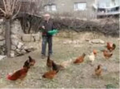 Beslediği tavuklar açık mavi yumurtluyor Beslediği tavuklar açık mavi yumurtluyor
