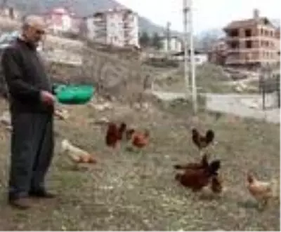Beslediği tavuklar açık mavi yumurtluyor Beslediği tavuklar açık mavi yumurtluyor