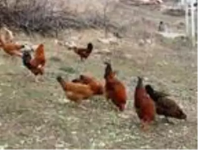 Beslediği tavuklar açık mavi yumurtluyor Beslediği tavuklar açık mavi yumurtluyor