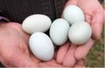 Beslediği tavuklar açık mavi yumurtluyor Beslediği tavuklar açık mavi yumurtluyor