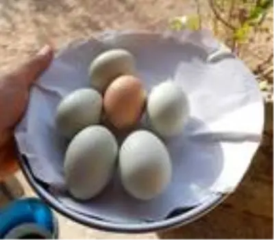 Beslediği tavuklar açık mavi yumurtluyor Beslediği tavuklar açık mavi yumurtluyor