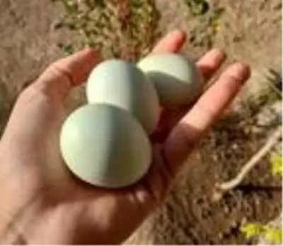Beslediği tavuklar açık mavi yumurtluyor Beslediği tavuklar açık mavi yumurtluyor