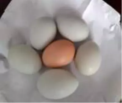 Beslediği tavuklar açık mavi yumurtluyor Beslediği tavuklar açık mavi yumurtluyor