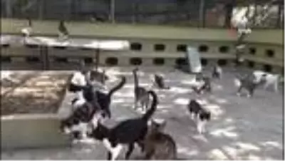 Bu kedilerin yuvası ısı yalıtımlı Bu kedilerin yuvası ısı yalıtımlı