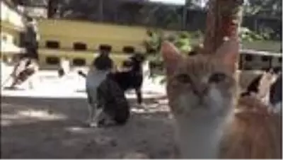 Bu kedilerin yuvası ısı yalıtımlı Bu kedilerin yuvası ısı yalıtımlı