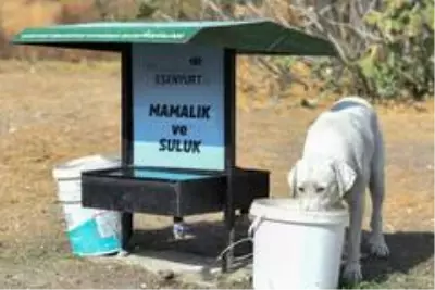 Esenyurt Belediyesi, hayvan dostlarını unutmadı