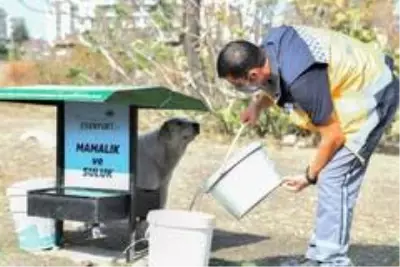 Esenyurt Belediyesi, hayvan dostlarını unutmadı