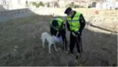 Son dakika haberleri... Kafası pet şişe sıkışan köpeğin imdadın jandarma yetişti Son dakika haberleri... Kafası pet şişe sıkışan köpeğin imdadın jandarma yetişti