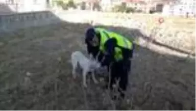 Son dakika haberleri... Kafası pet şişe sıkışan köpeğin imdadın jandarma yetişti Son dakika haberleri... Kafası pet şişe sıkışan köpeğin imdadın jandarma yetişti