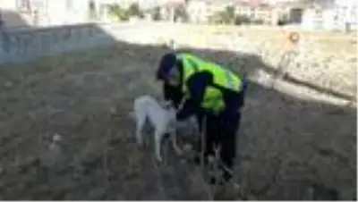 Son dakika haberleri... Kafası pet şişe sıkışan köpeğin imdadın jandarma yetişti Son dakika haberleri... Kafası pet şişe sıkışan köpeğin imdadın jandarma yetişti