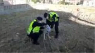 Son dakika haberleri... Kafası pet şişe sıkışan köpeğin imdadın jandarma yetişti Son dakika haberleri... Kafası pet şişe sıkışan köpeğin imdadın jandarma yetişti