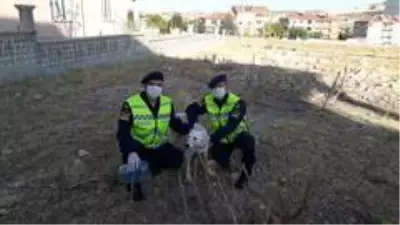 Son dakika haberleri... Kafası pet şişe sıkışan köpeğin imdadın jandarma yetişti Son dakika haberleri... Kafası pet şişe sıkışan köpeğin imdadın jandarma yetişti
